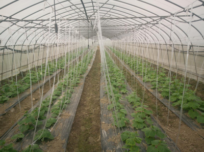 老種子煥新光彩,寶山區種業發展實現良好開局