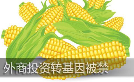 外商進(jìn)軍種業(yè)機制放寬,種子行業(yè)擔(dān)心的問題快來看看