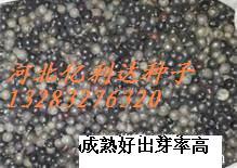 河北滄州北欒種子權(quán)威代理商家--河北泰發(fā)種業(yè)_農(nóng)副產(chǎn)品_世界工廠網(wǎng)