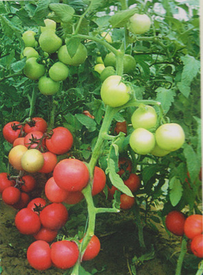 供應(yīng)精棚紅麗-番茄種子,西安市群興種業(yè)有限責(zé)任公司, 中國(guó)蔬菜網(wǎng)產(chǎn)品庫(kù)