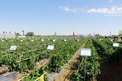 肅州 擦亮種業(yè)“金字招牌”，繪出鄉(xiāng)村振興“繽紛畫卷”