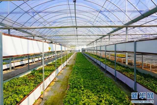 深圳市農(nóng)檢中心舉辦專題宣講 筑牢安全屏障，護(hù)航種業(yè)安全